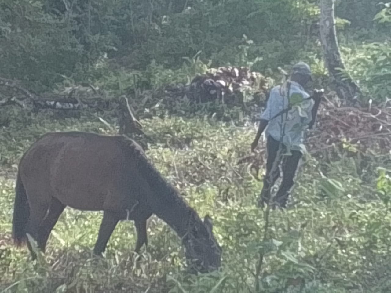 Rural Lot for sale in Juana Vicenta, Samana